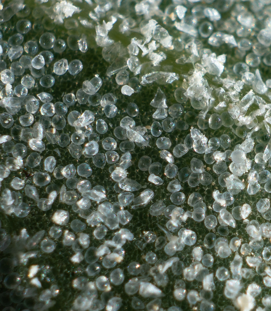 Atriplex argentea var. hillmanii (Hillman's silverscale), native California annual