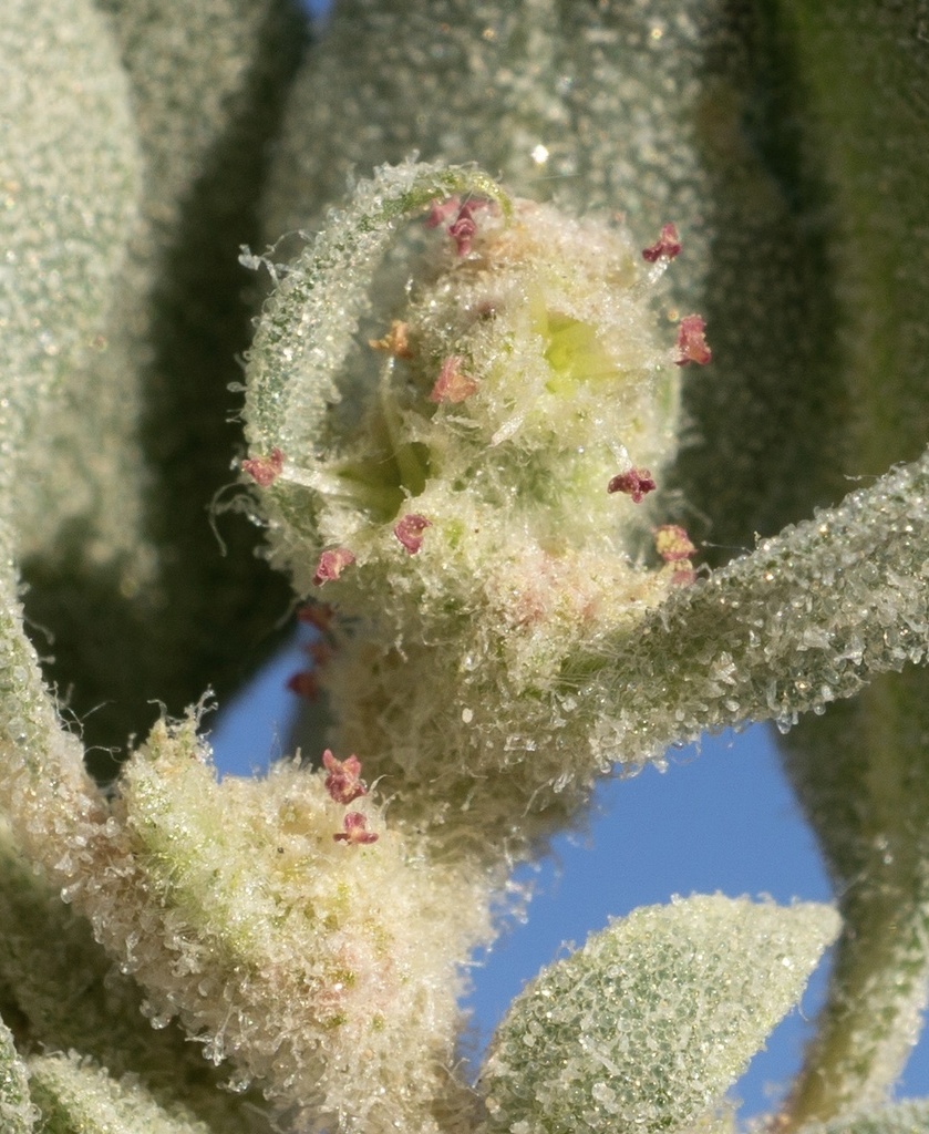 Atriplex argentea var. longitrichoma (Pahrump orach), native California annual