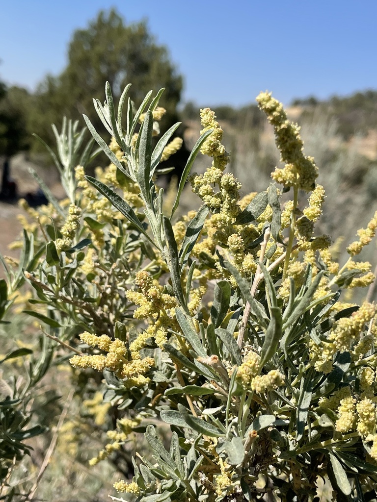 Atriplex canescens var. canescens (Fourwing saltbush), native California shrub