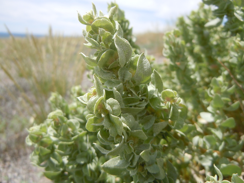 Atriplex confertifolia (Shadscale), native California shrub