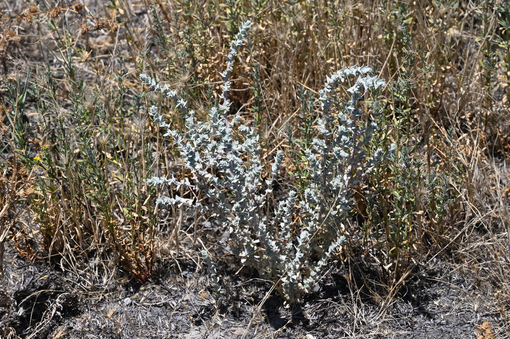 Atriplex cordulata — parent species of Atriplex cordulata var. cordulata