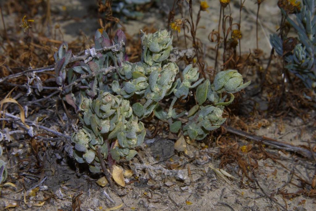 Atriplex coronata var. coronata (Crownscale), native California herb