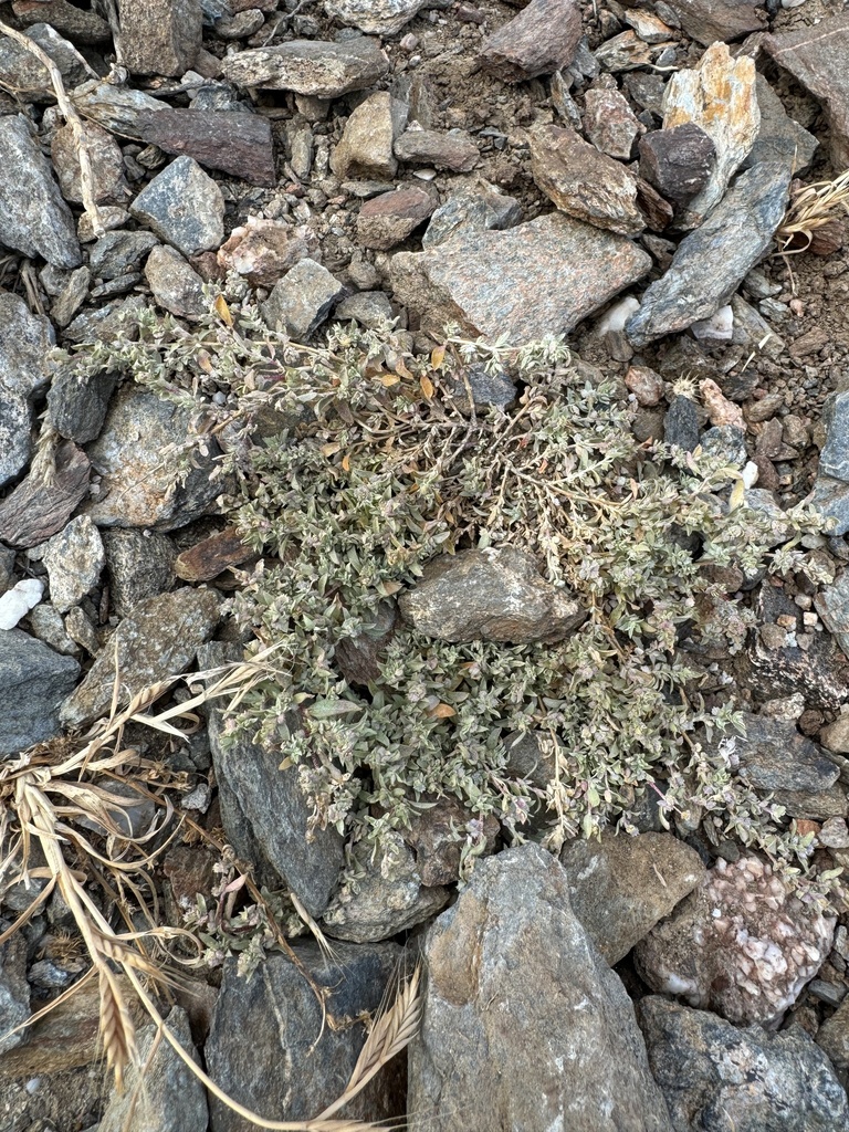 Atriplex coulteri (Coulter's saltbush), native California subshrub