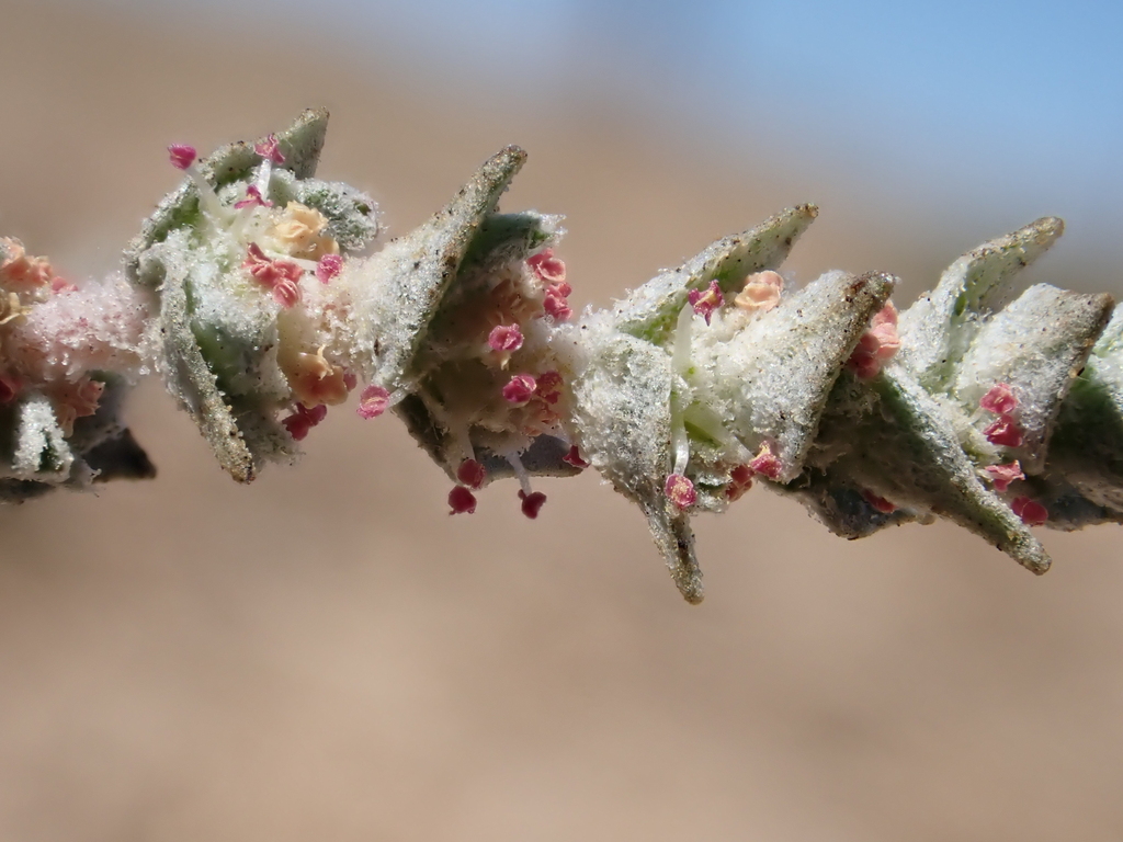 Atriplex depressa (Brittlescale), native California herb