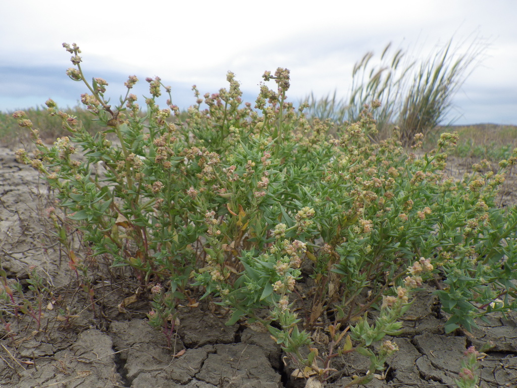 Atriplex dioica (Thickleaf orach), native California herb