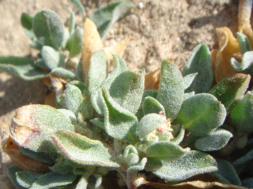 Atriplex elegans (Wheelscale), native California herb
