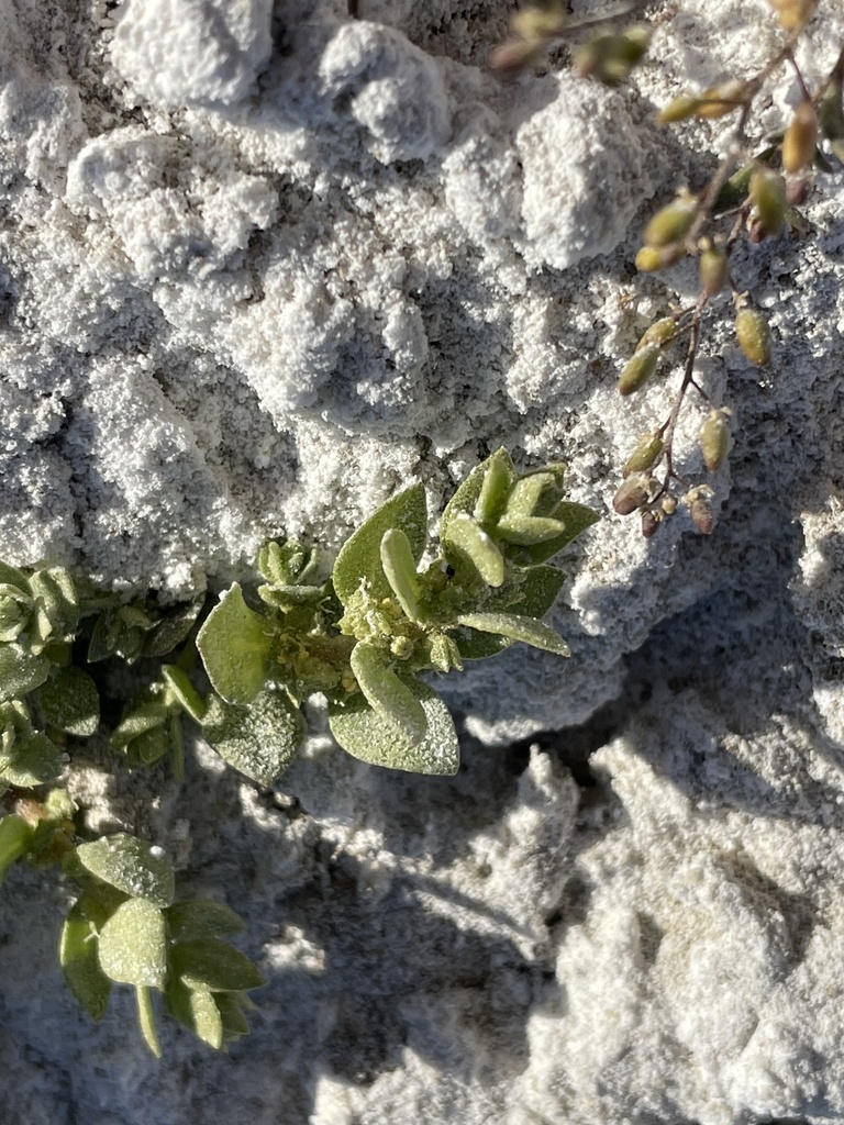 Atriplex flavida (Carrizo plain crownscale), native California annual