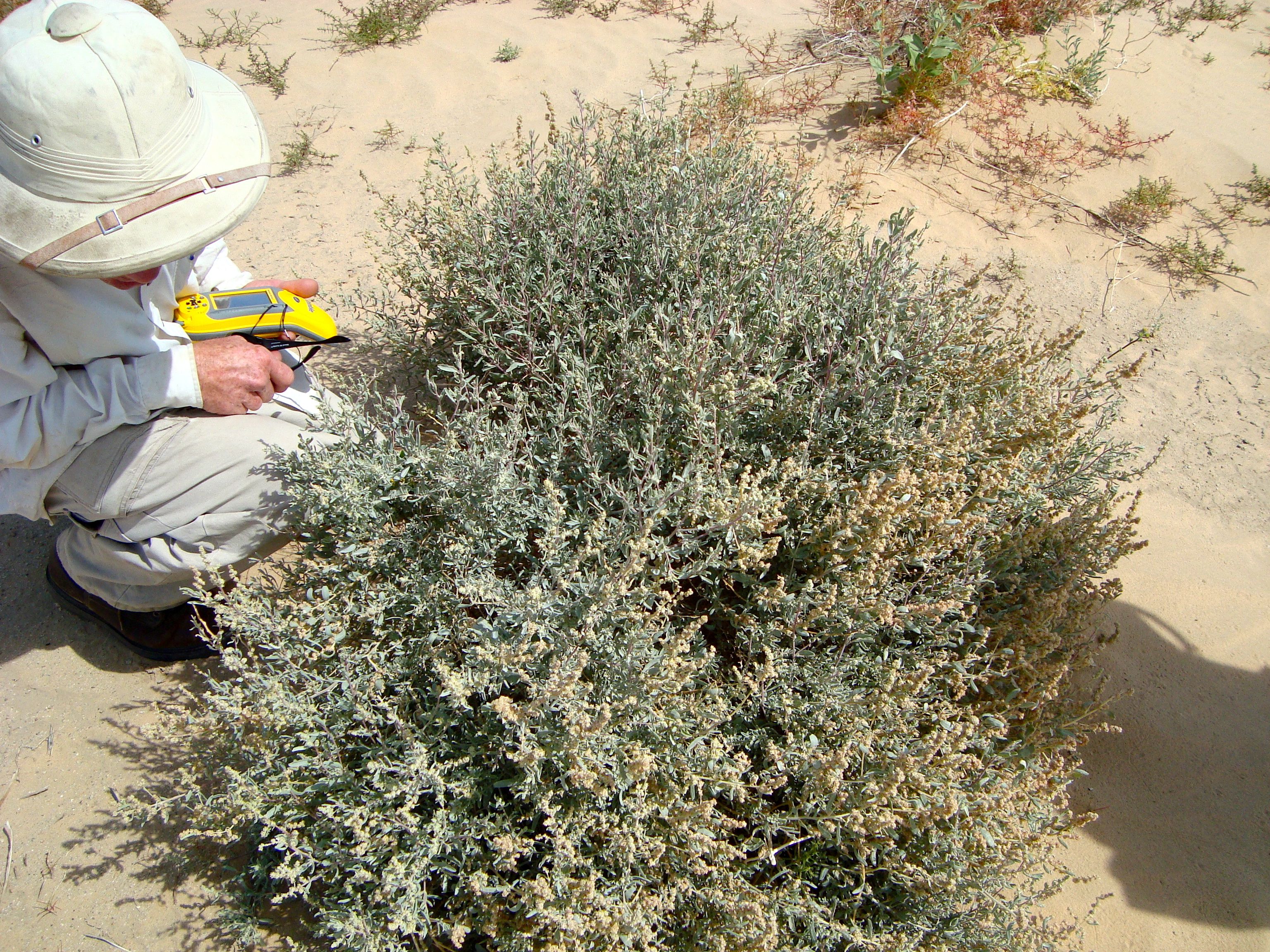 Atriplex fruticulosa (Ballscale), native California subshrub