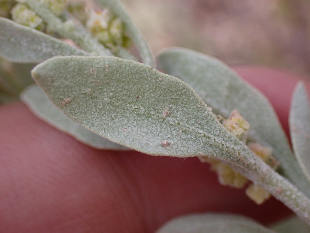 Atriplex gardneri var. falcata (Falcate saltbush), native California shrub