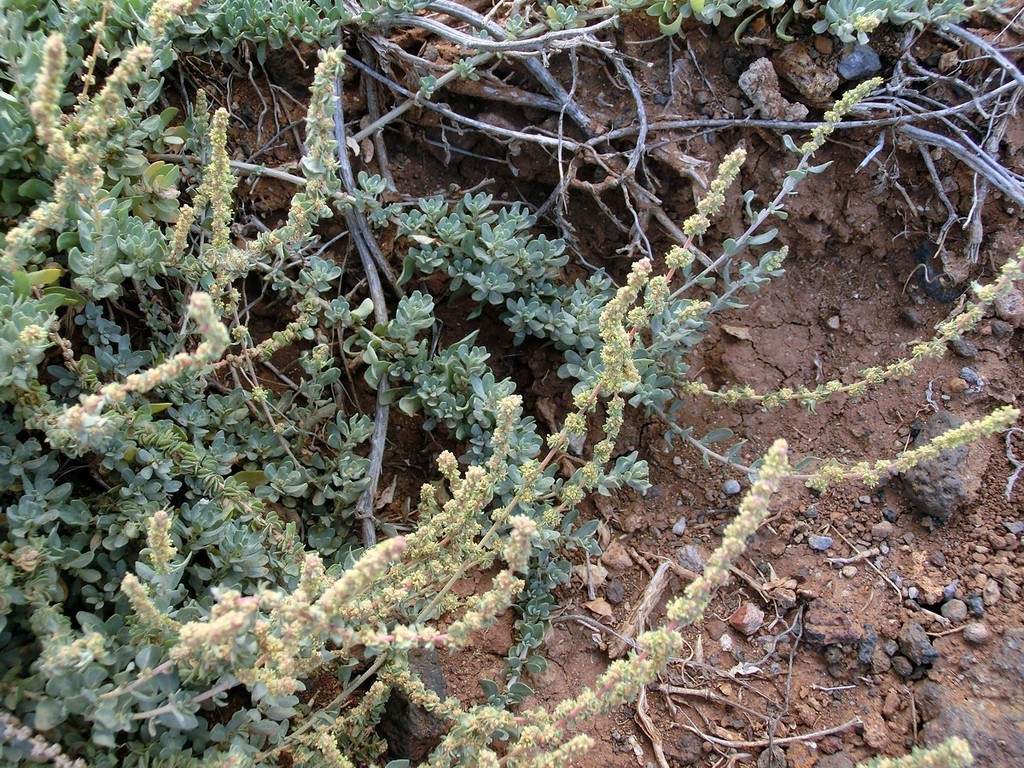 Atriplex glauca (Waxy saltbush), non-native California shrub