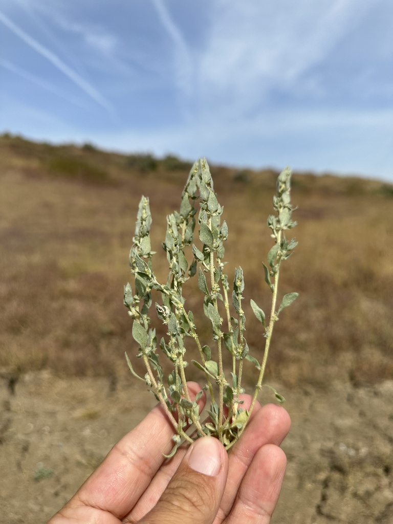 Atriplex gypsophila (gypsum-loving crownscale), California species