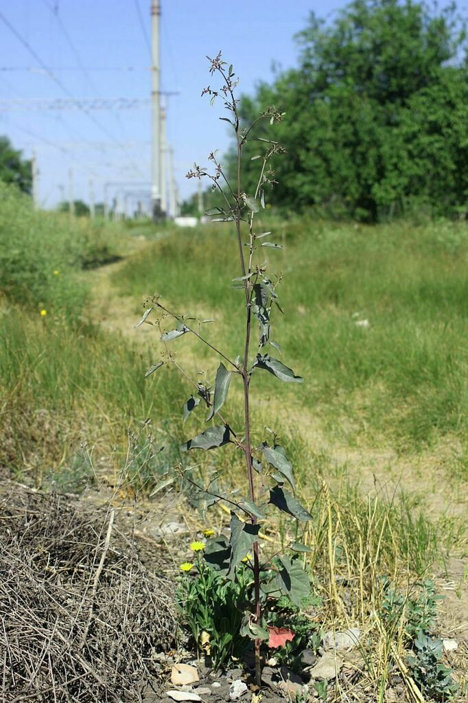 Atriplex hortensis (Garden orach), non-native California herb