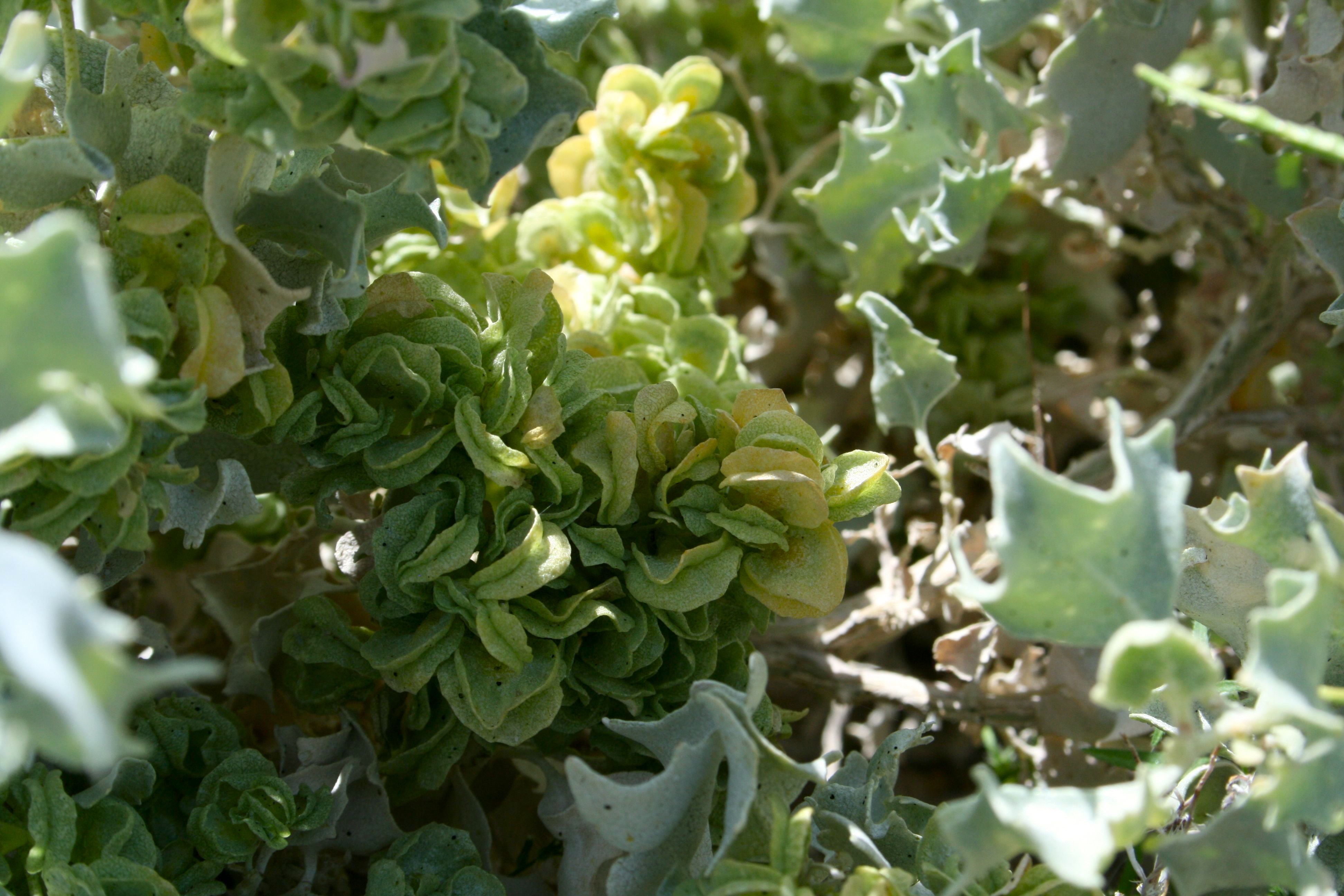 Atriplex hymenelytra (Desert-holly), native California shrub