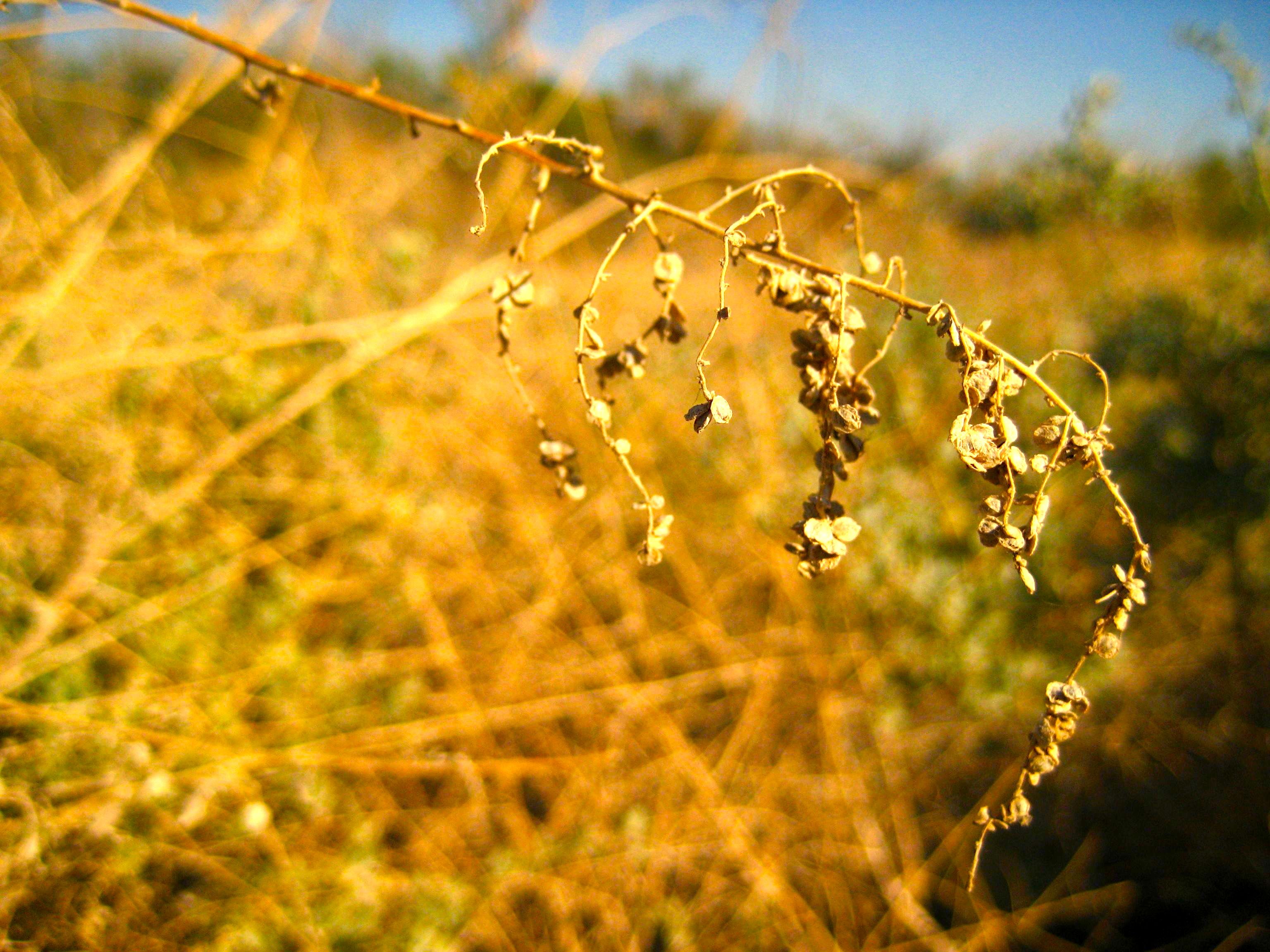 Atriplex lentiformis (Big saltbush), native California shrub