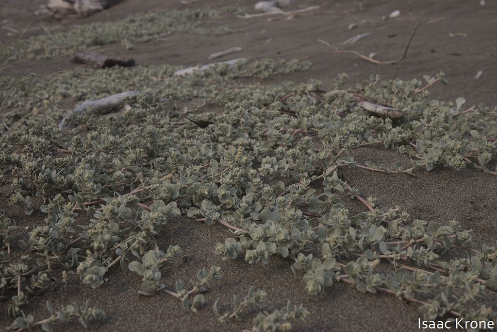 Atriplex leucophylla (Beach saltbush), native California subshrub