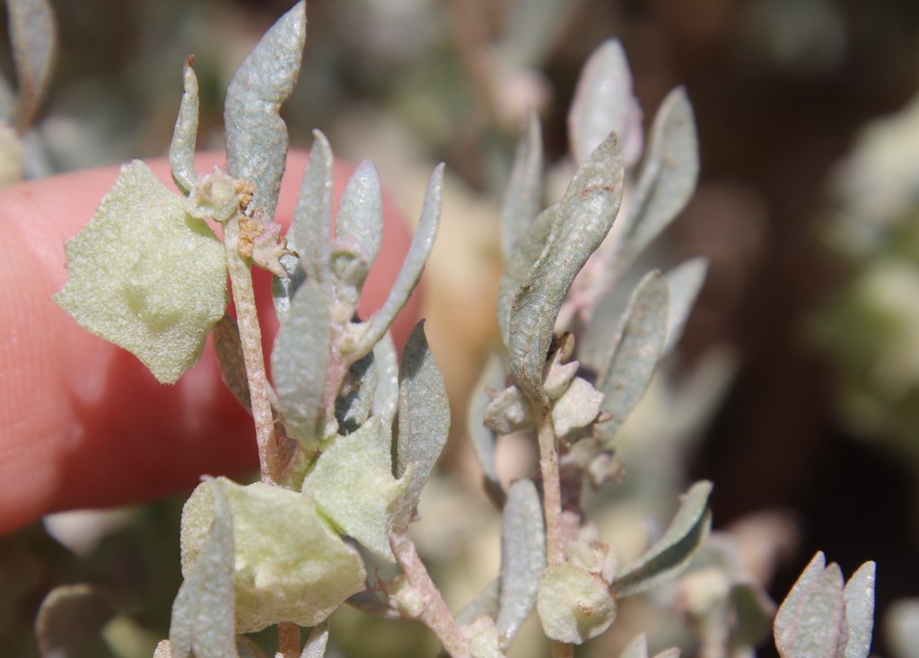 Atriplex lindleyi (Lindley's saltbush), non-native California subshrub