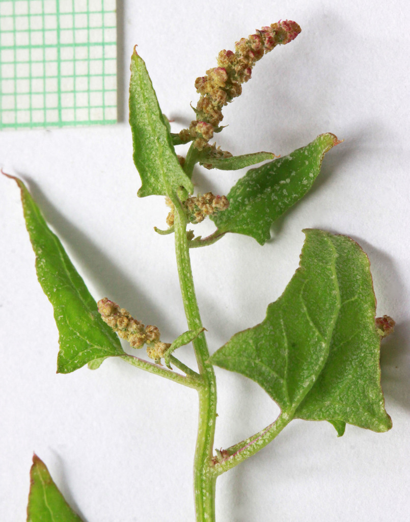 Atriplex micrantha (Russian atriplex), non-native California herb