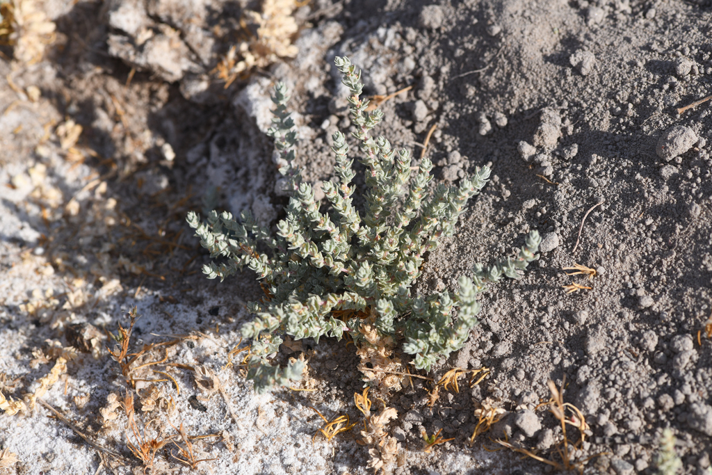 Atriplex minuscula (Lesser saltscale), native California herb