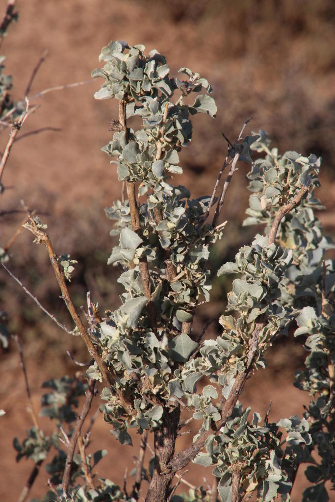 Atriplex nummularia (Bluegreen saltbush), non-native California shrub