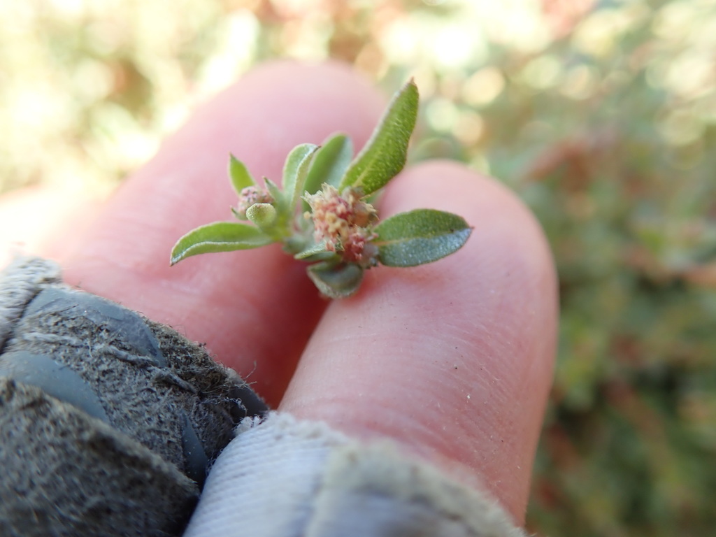 Atriplex pacifica (South coast saltscale), native California herb