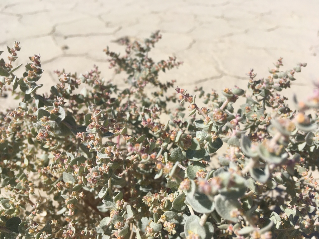 Atriplex parryi (Parry's saltbush), native California shrub