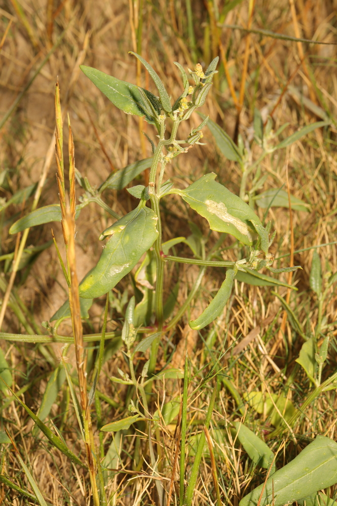 Atriplex patula (Spear orach), native California herb
