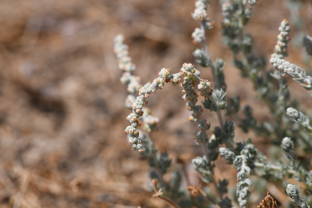 Atriplex persistens (Vernal pool smallscale), native California herb