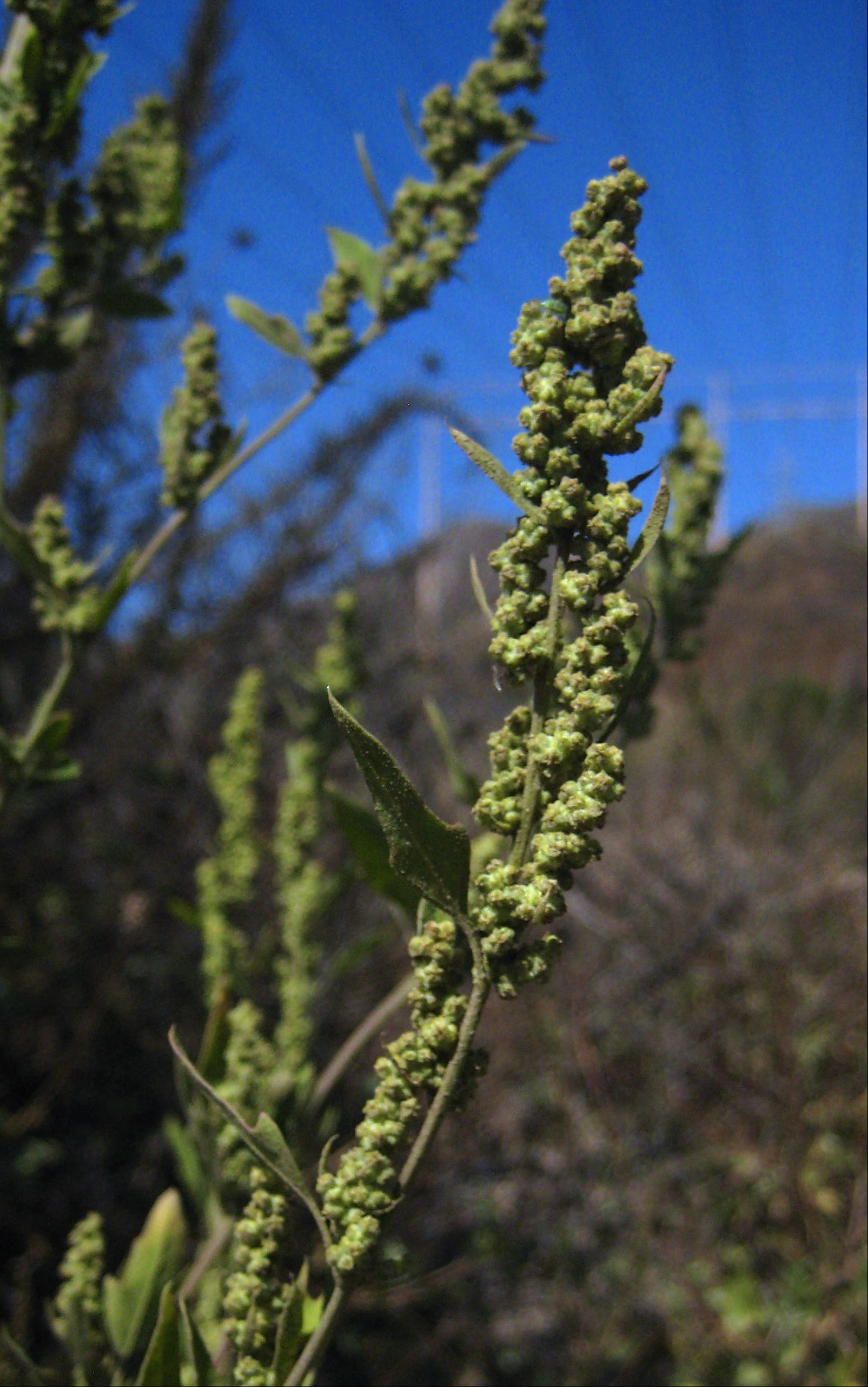Atriplex prostrata (Fat-hen), non-native California herb