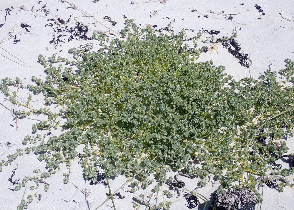 Atriplex pusilla (Smooth saltbush), native California herb