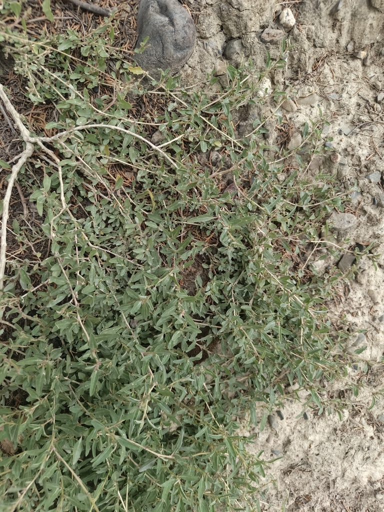 Atriplex rosea (Tumbling orach), non-native California herb