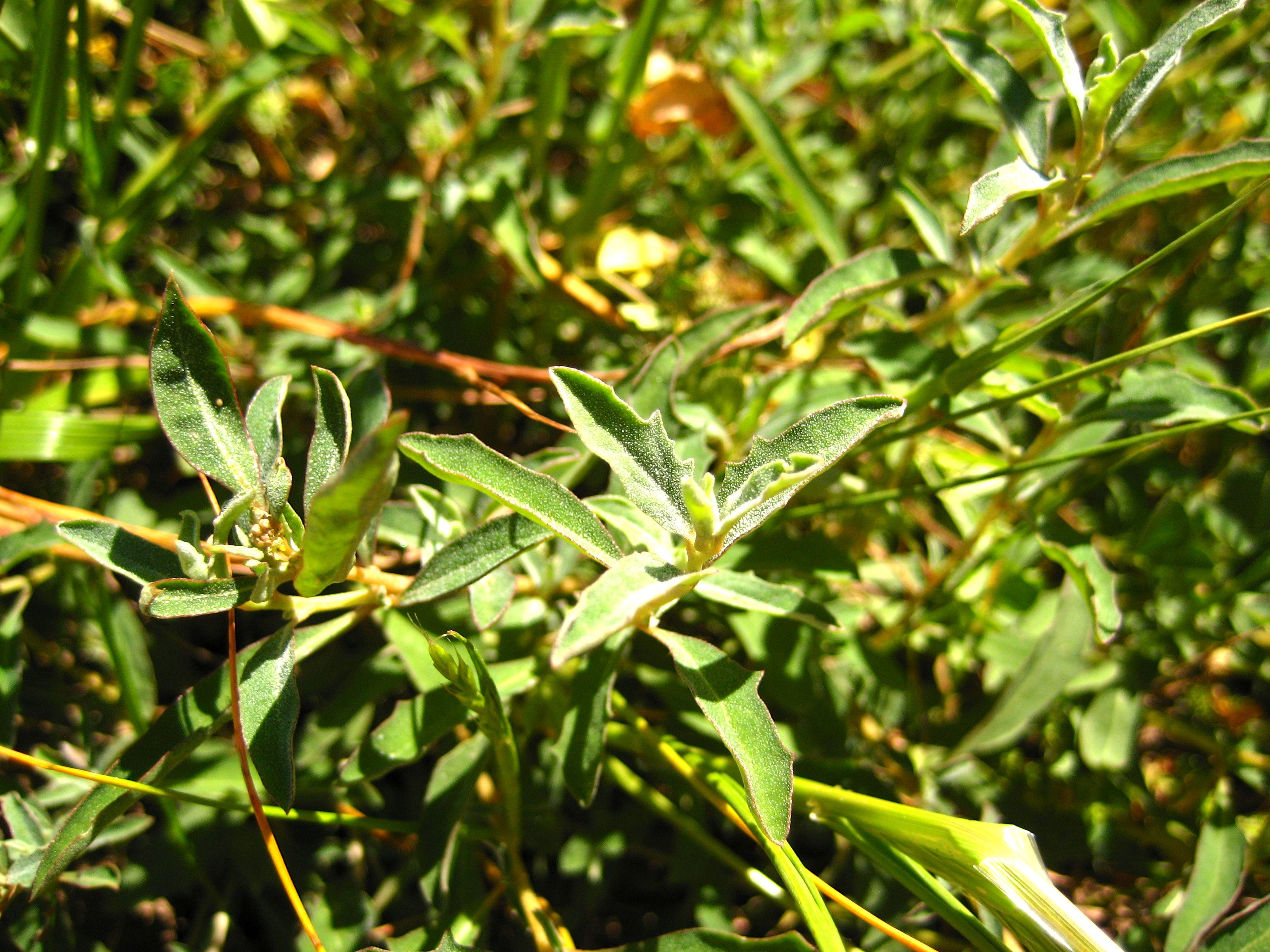 Atriplex semibaccata (Australian saltbush), non-native California shrub