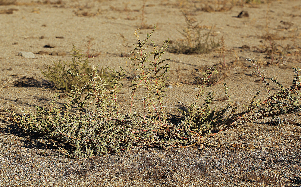 Atriplex serenana — parent species of Atriplex serenana var. davidsonii