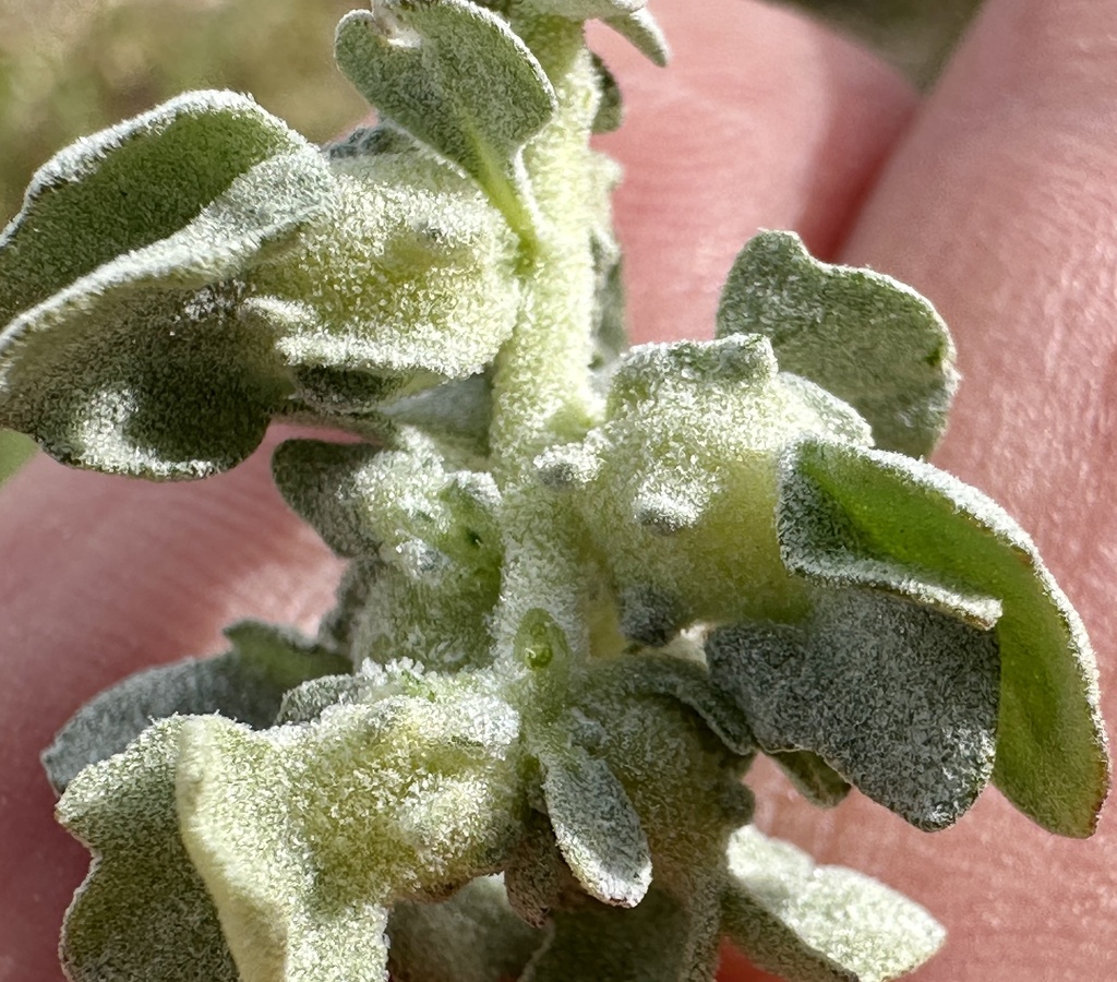 Atriplex spinifera (Spiny saltbush), native California shrub
