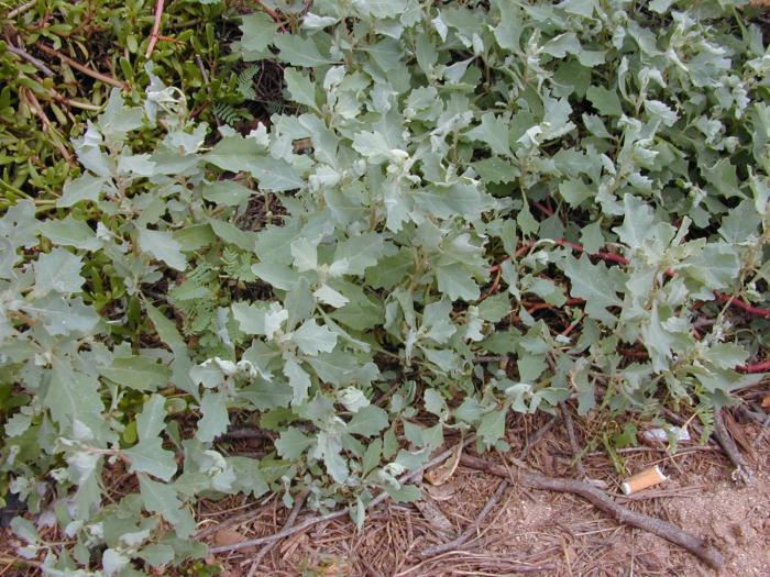 Atriplex suberecta (Sprawling saltbush), non-native California herb