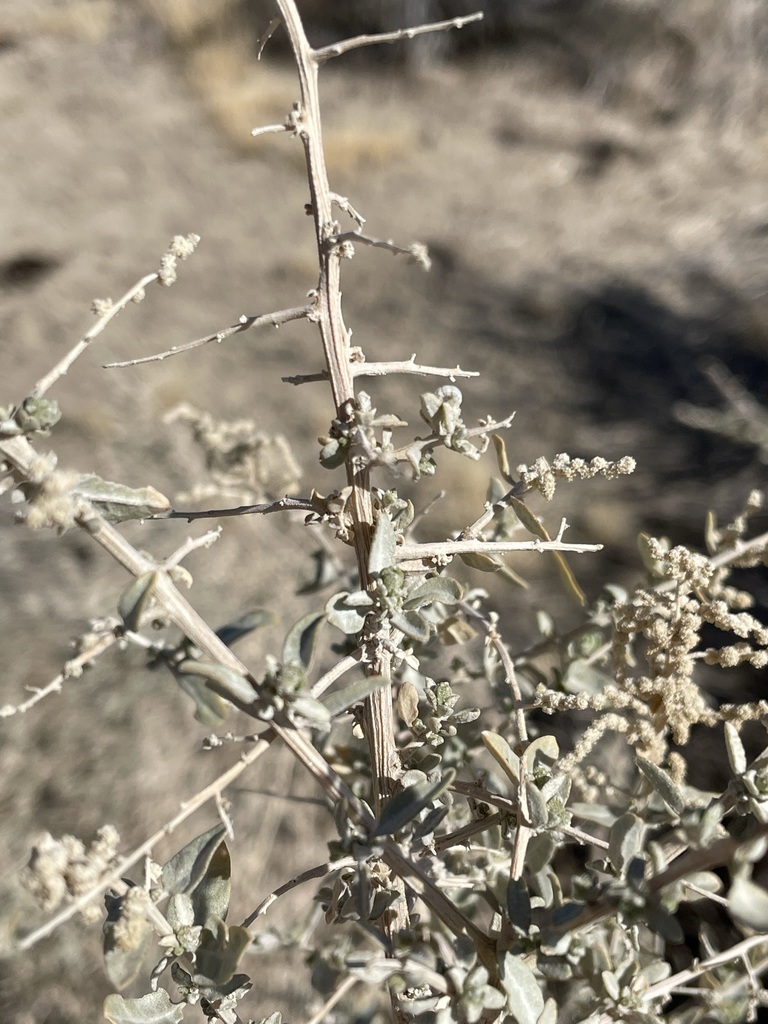 Atriplex torreyi var. torreyi (Torrey's saltbush), native California shrub