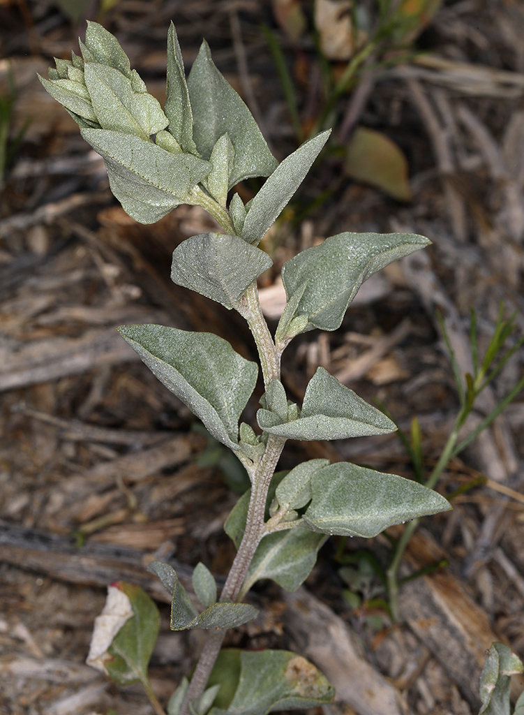 Atriplex truncata (Wedgescale), native California herb
