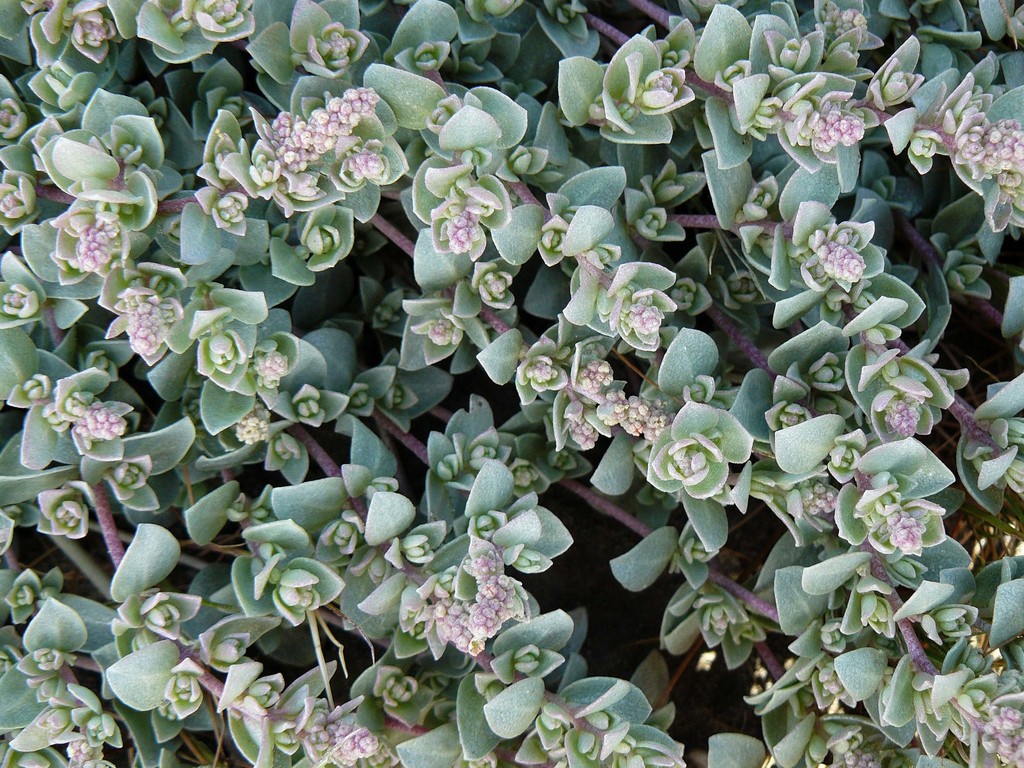 Atriplex watsonii (Matscale), native California shrub