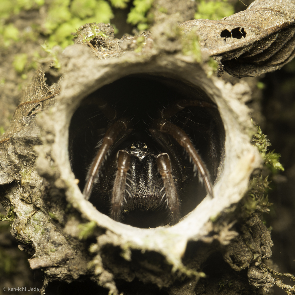 Atypoides riversi (California Turret Spider), California species