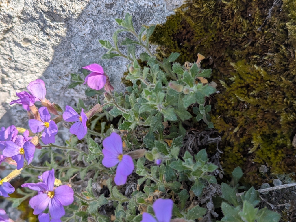 Aubrieta deltoidea (Garden aubrieta), non-native California herb