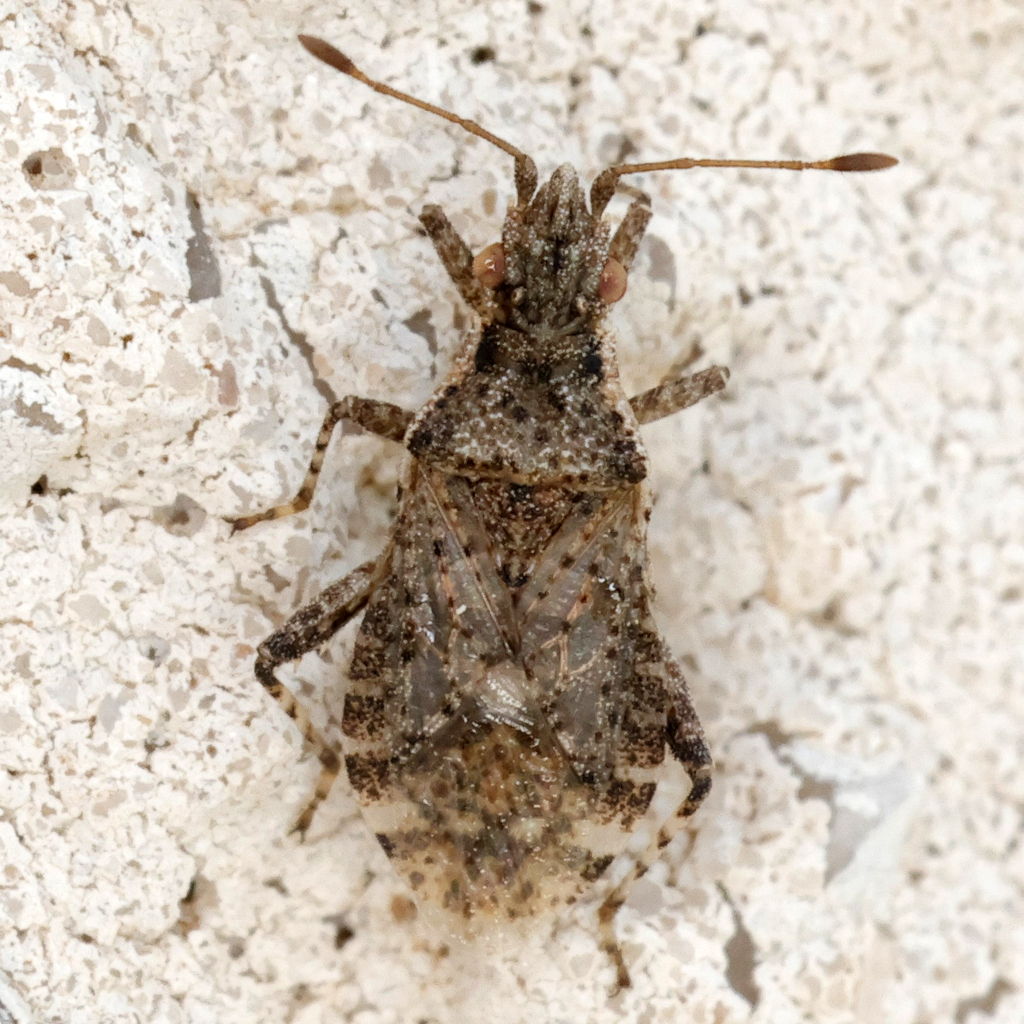 Aufeius impressicollis, California species