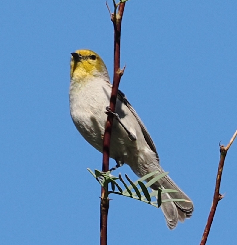 Auriparus flaviceps acaciarum (Verdin (Southwest subspecies)), California species