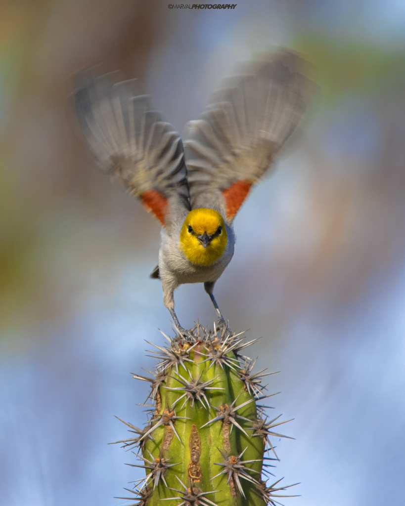 Auriparus flaviceps (Verdin), California species