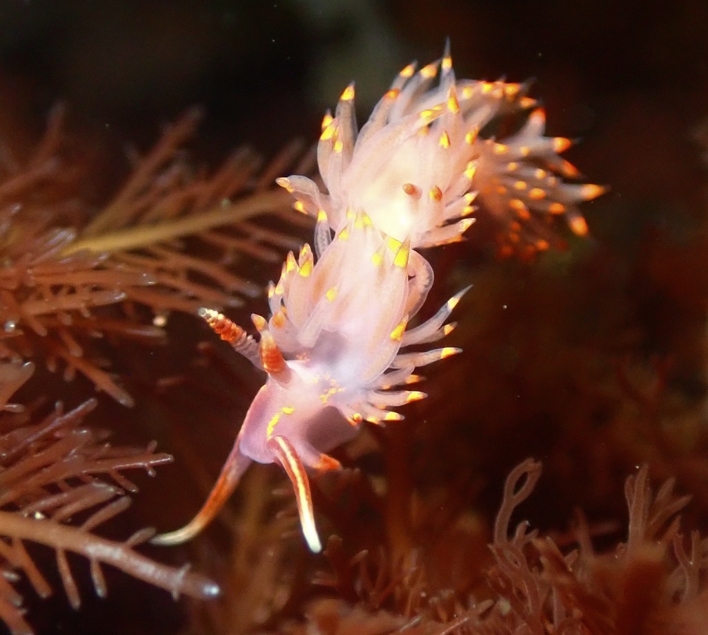 Austraeolis stearnsi (Stearns' Aeolid), California species
