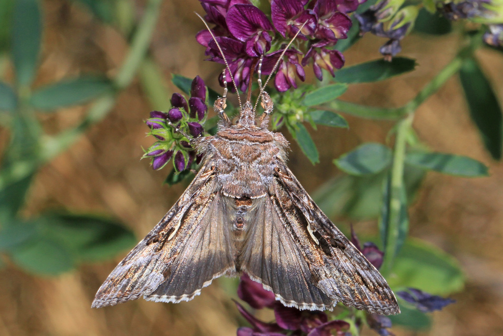 Autographa californica, California species