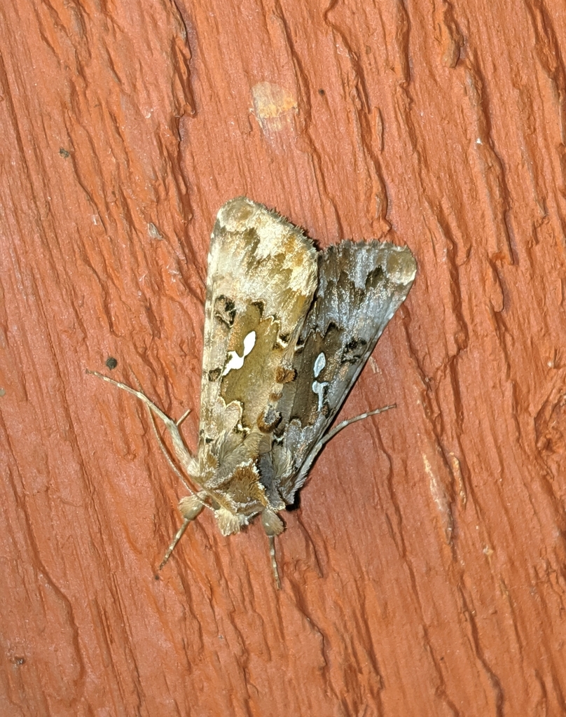 Autographa corusca (Dark-spotted Looper), California species