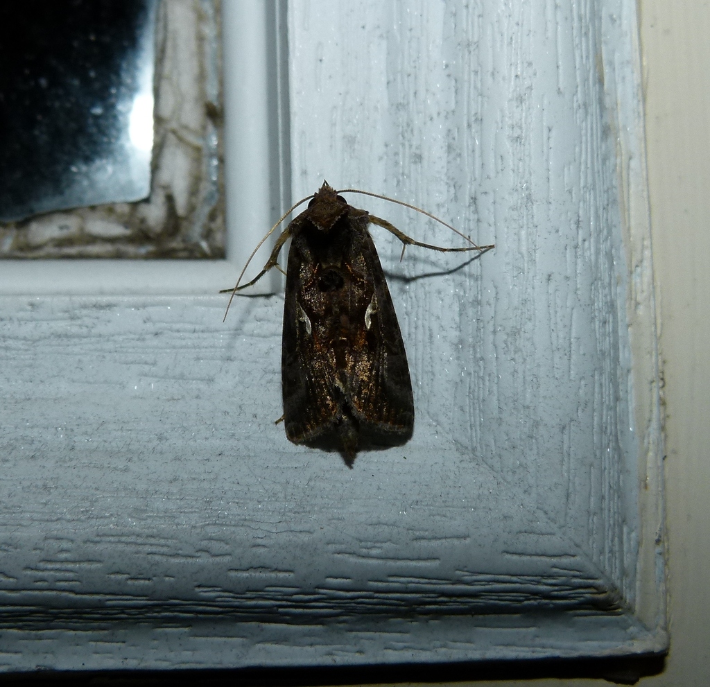 Autographa precationis (The Common Looper Moth), California species