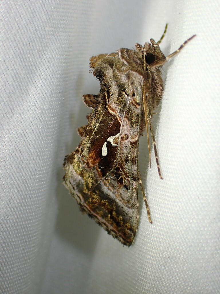 Autographa pseudogamma, California species