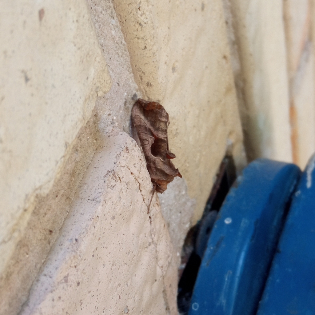 Autoplusia egena (Bean-lead Skeletonizer), California species