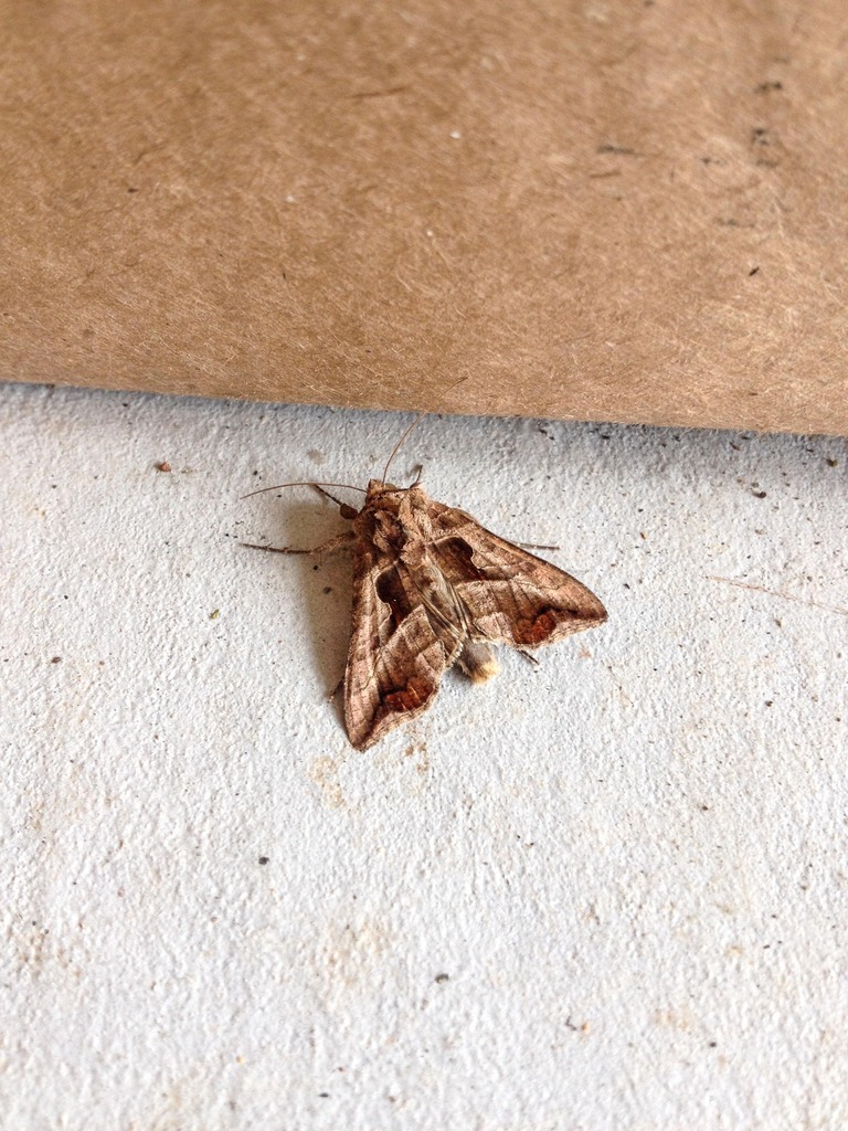 Autoplusia olivacea, California species