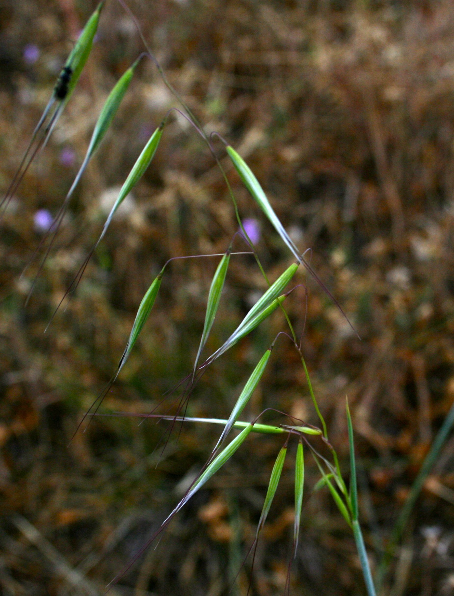 Avena barbata (Slender wild oat), non-native California grass